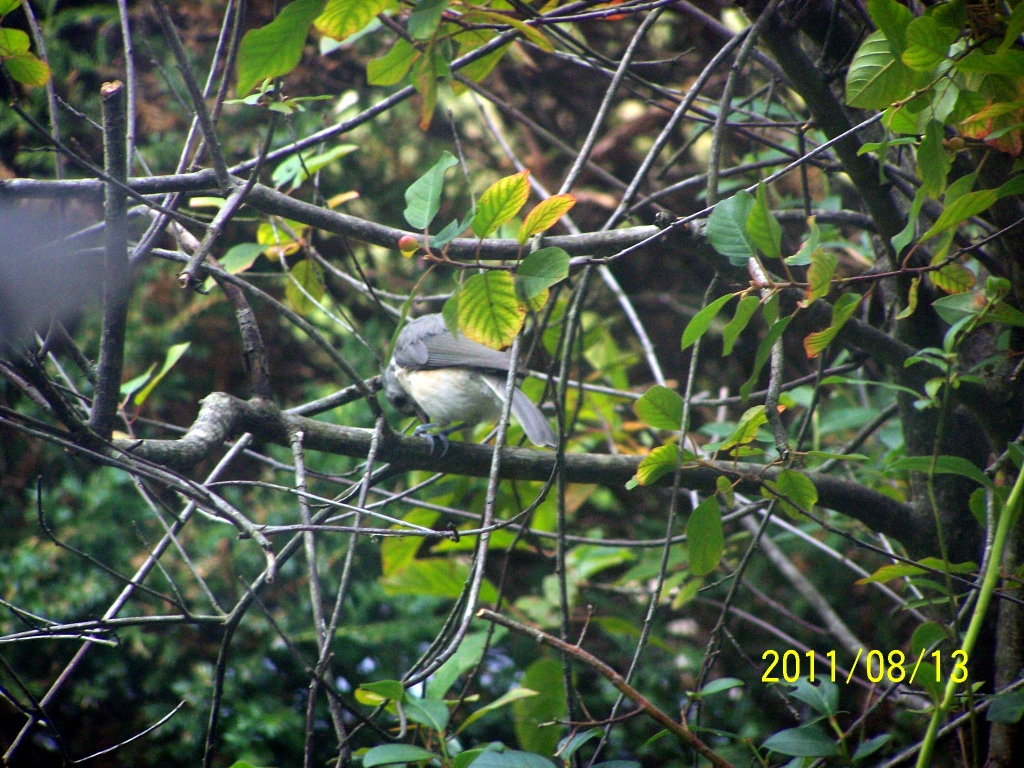 bird world